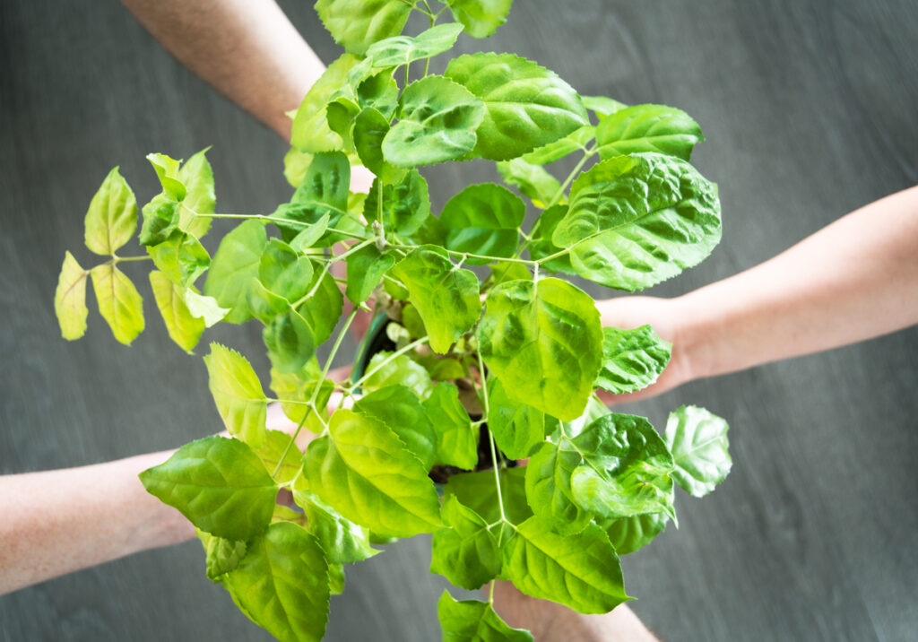 eine grüne Pflanze wird von 3 Armen und Händen gehalten